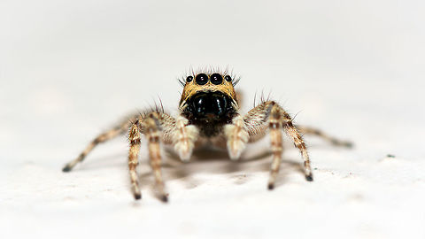 Spider faceup https://www.jungledragon.com/image/55914/a_collage_of_jumping_spider.html Geotagged,India,Winter,davangere,faceup,macro,spider