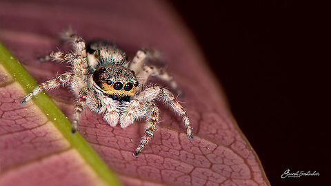 Jumping Spider Davangere, India Geotagged,India,Winter,closeup,davangere,macro,spider,wildlife