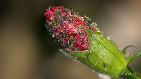 Insect ID help  Geotagged,India,Winter,flower,hibiscus,insects,macro