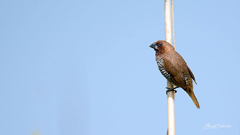 Scaly breasted munia Davangere, KA Davangere,Geotagged,India,Lonchura punctulata,Scaly-breasted munia,Winter,avian,birds,wildlife