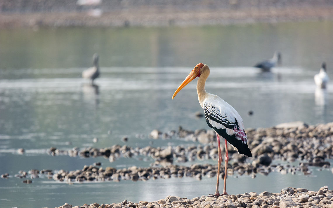 Painted Stork  Geotagged,India,Mycteria leucocephala,Painted Stork,Winter,avian,riverside