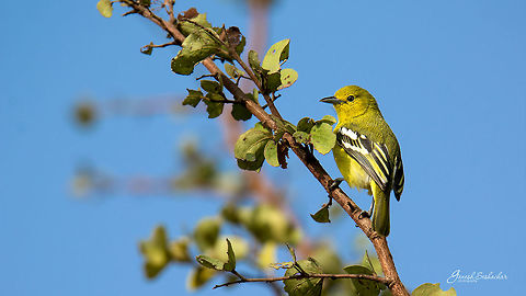 Common Ioras Harihar, KA, India Aegithina tiphia,Birds,Common Iora,Geotagged,India,Winter,avian,yellow bird