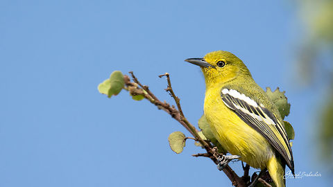 Common Ioras [Closeup]  Aegithina tiphia,Common Iora,Geotagged,India,Winter,avian,birds,wildlife