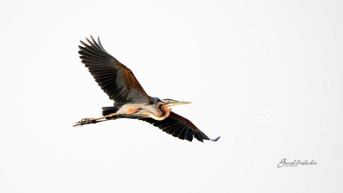 Purple Heron [freeze] Harihara, KA Ardea purpurea,Geotagged,India,Purple heron,Winter,avian,birds,riverside