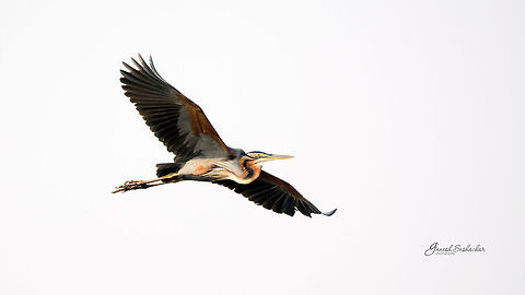 Purple Heron [freeze] Harihara, KA Ardea purpurea,Geotagged,India,Purple heron,Winter,avian,birds,riverside