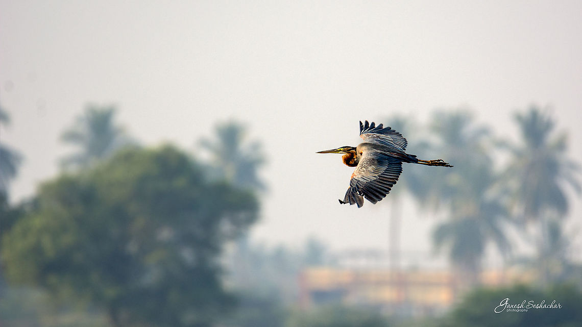 Purple Heron  Ardea purpurea,Geotagged,India,Purple heron,Winter
