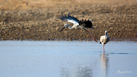 Asian Open-bill Stork Harihara, KA Anastomus oscitans,Asian openbill,Geotagged,India,Winter,avian,birds,riverside