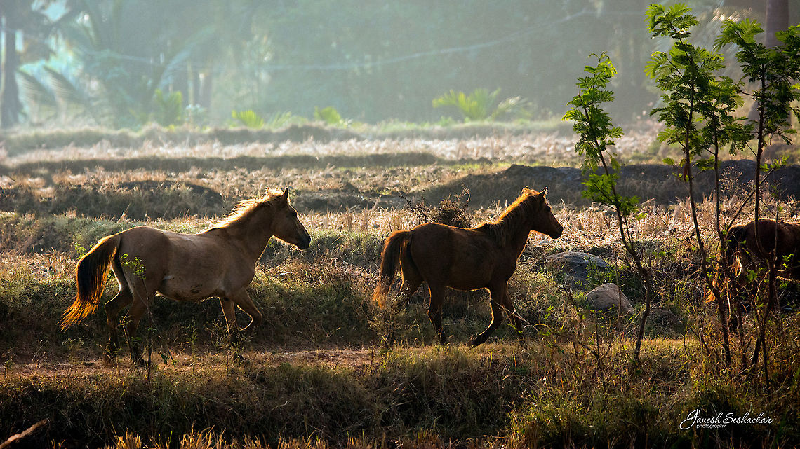 Country side - morning  Domestic horse,Equus ferus caballus,Geotagged,India,Winter,harihar,horse,morning