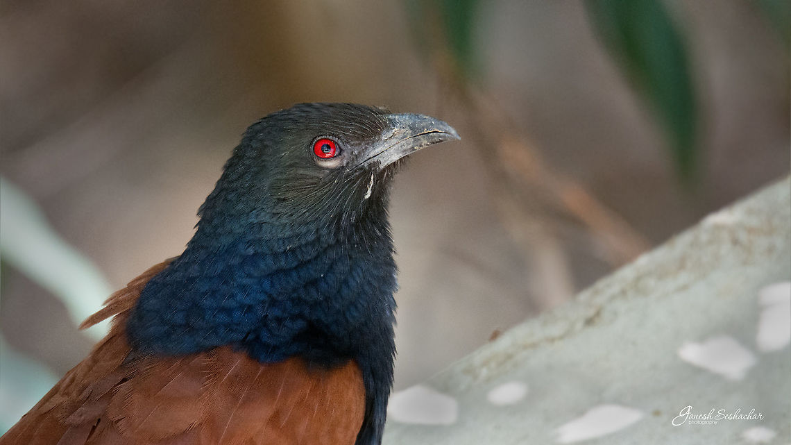 Greater coucal Gunjur, KA Centropus sinensis,Geotagged,Greater Coucal,India,Winter,avian,bird,closeup