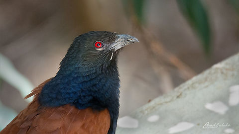 Greater coucal Gunjur, KA Centropus sinensis,Geotagged,Greater Coucal,India,Winter,avian,bird,closeup