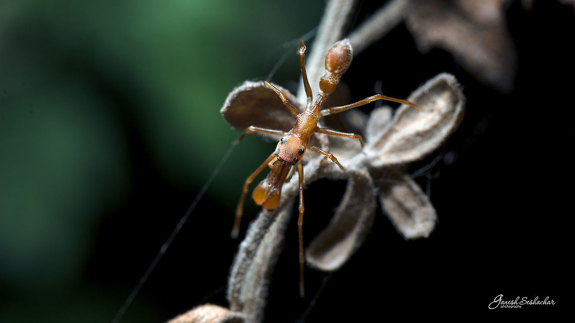 Ant Mimic Spider [Top View] Closeup <br />
<figure class="photo"><a href="https://www.jungledragon.com/image/57806/ant_mimic_spider_male.html" title="Ant Mimic Spider [male]"><img src="https://s3.amazonaws.com/media.jungledragon.com/images/2167/57806_thumb.jpg?AWSAccessKeyId=05GMT0V3GWVNE7GGM1R2&Expires=1759968010&Signature=o5SbmGoanxgIwt1XYZ0lNSwPIrU%3D" width="126" height="152" alt="Ant Mimic Spider [male] Gunjur, KA Geotagged,India,Kerengga ant-like jumper,Myrmaplata plataleoides,Winter,ant mimic,closeup,deceive,details,macro,spider,wild" /></a></figure> Geotagged,India,Kerengga ant-like jumper,Myrmaplata plataleoides,Winter,ant mimic,ant mimic spiders,deceive,macro,spider,top view