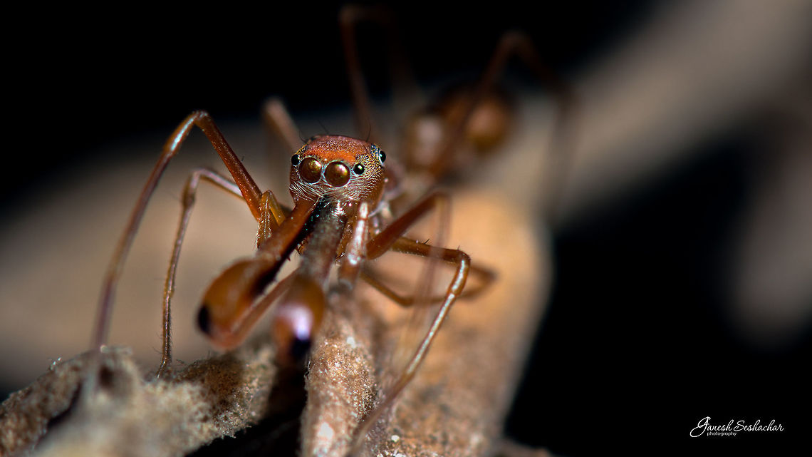 Ant Mimic Spider [male] Top View<br />
<figure class="photo"><a href="https://www.jungledragon.com/image/57807/ant_mimic_spider_top_view.html" title="Ant Mimic Spider [Top View]"><img src="https://s3.amazonaws.com/media.jungledragon.com/images/2167/57807_thumb.jpg?AWSAccessKeyId=05GMT0V3GWVNE7GGM1R2&Expires=1769040010&Signature=9k4lLRtf7qDhyfQLj1IyBNENm10%3D" width="200" height="114" alt="Ant Mimic Spider [Top View] Closeup <br />
https://www.jungledragon.com/image/57806/ant_mimic_spider_male.html Geotagged,India,Kerengga ant-like jumper,Myrmaplata plataleoides,Winter,ant mimic,ant mimic spiders,deceive,macro,spider,top view" /></a></figure><br />
<figure class="photo"><a href="https://www.jungledragon.com/image/57806/ant_mimic_spider_male.html" title="Ant Mimic Spider [male]"><img src="https://s3.amazonaws.com/media.jungledragon.com/images/2167/57806_thumb.jpg?AWSAccessKeyId=05GMT0V3GWVNE7GGM1R2&Expires=1769040010&Signature=Xir9sWYSIntowMHclEEqIaduP%2FY%3D" width="126" height="152" alt="Ant Mimic Spider [male] Gunjur, KA Geotagged,India,Kerengga ant-like jumper,Myrmaplata plataleoides,Winter,ant mimic,closeup,deceive,details,macro,spider,wild" /></a></figure>  <br />
 Geotagged,India,Myrmaplata plataleoides,Winter,ant mimic,deceive,spider,wild