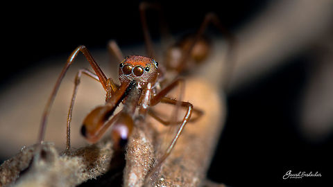 Ant Mimic Spider [male] Top View
https://www.jungledragon.com/image/57807/ant_mimic_spider_top_view.html
https://www.jungledragon.com/image/57806/ant_mimic_spider_male.html  
 Geotagged,India,Myrmaplata plataleoides,Winter,ant mimic,deceive,spider,wild