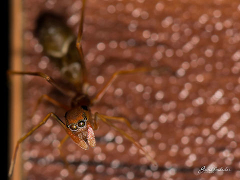 Ant like jumper [Female] Finally got the female one :)  Geotagged,India,Kerengga Ant-like Jumper,Kerengga ant-like jumper,Myrmaplata plataleoides,Myrmarachne plataleoides,Winter,gunjur,spider,wild