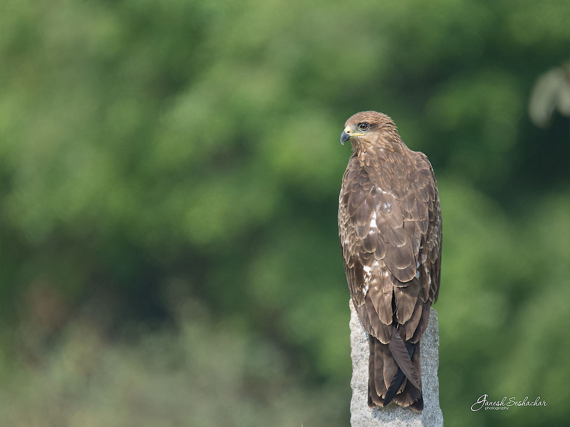 Black kite  Black kite,Geotagged,India,Milvus migrans,Spring,avian,birds,kite,predator,wild