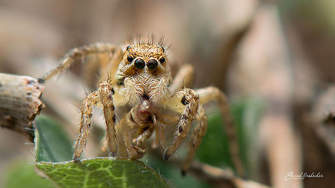 JS with a kill  Geotagged,India,Spring,closeup,gunjur,jumping spider,macro,spiders,wild