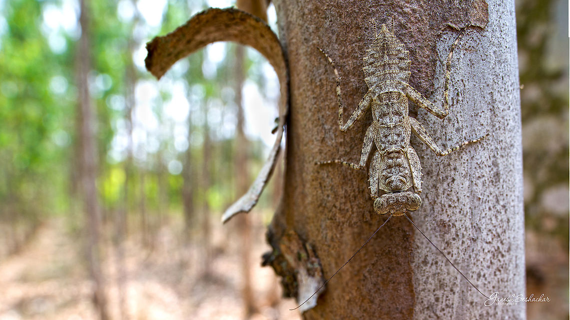 Bark Mantis ? Gunjur, Bengaluru Camouflage,Geotagged,India,Spring,closeup,insects,mantis,wideangle,wild