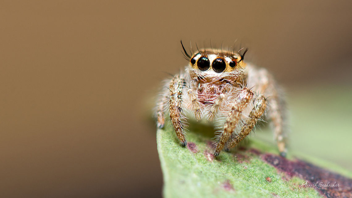 Hyllus Semicupreus [Female] Place: Gunjur, Bengaluru Geotagged,Heavy-bodied jumper,Hyllus semicupreus,India,Spring,gunjur,hyllus,jumping spiders,macro,spider,wildlife