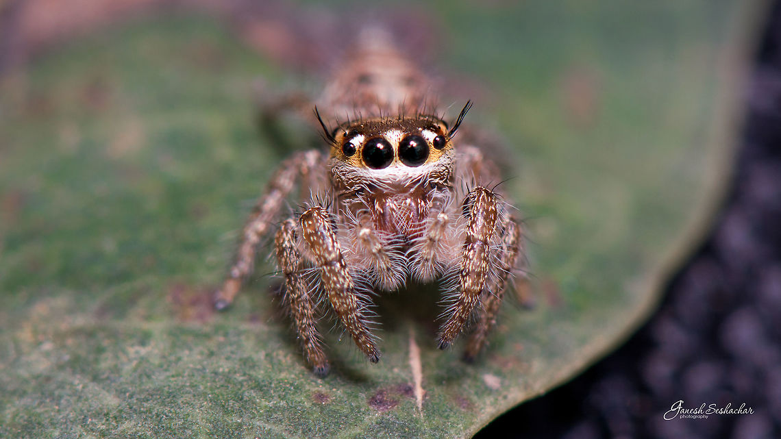 Mugshot of heavy bodied jumper Bangalore 2018 Geotagged,Heavy-bodied jumper,Hyllus semicupreus,India,Spring,closeup,gunjur,hyllus,jumping spider,macro,salticidae,spider