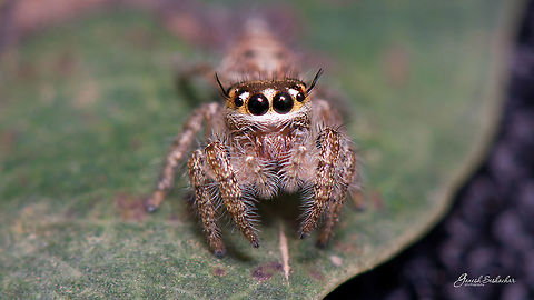Mugshot of heavy bodied jumper Bangalore 2018 Geotagged,Heavy-bodied jumper,Hyllus semicupreus,India,Spring,closeup,gunjur,hyllus,jumping spider,macro,salticidae,spider