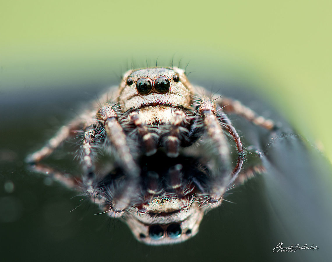 The reflection! Hyllus [Male]<br />
Valley School, Bengaluru Geotagged,Heavy-bodied jumper,Hyllus semicupreus,India,Summer,closeup,hyllus,jumping spider,macro,reflection,spider