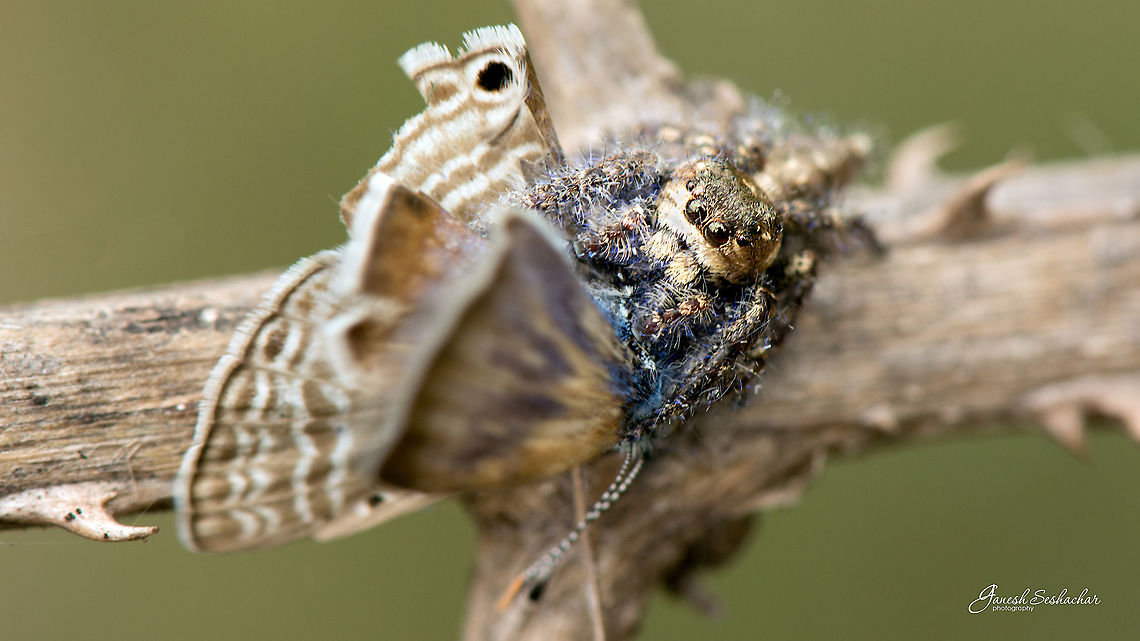 Heavy bodied jumper with a common blue kill Hyllus Semicupresus [Male]<br />
Valley school, Bengaluru<br />
July-2018 Geotagged,Heavy-bodied jumper,Hyllus semicupreus,Summer,closeup,details,hyllus,hyllus semicupresu,jumper,kill,macro,spider