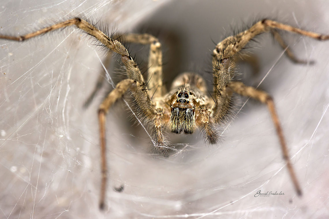 ID help Wolf Spider [Lycosidae]<br />
Not sure about speicific ID Geotagged,India,Summer,bengaluru,macro,spider,wolf spider