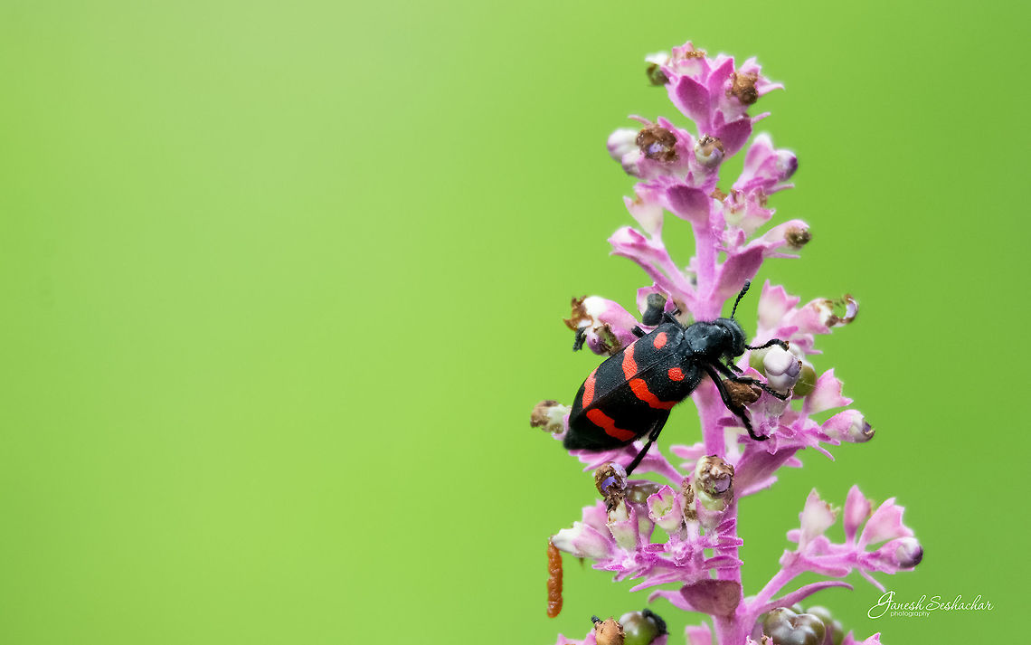 Orange Blister Beetle [Mylabris pustulata] Valley School, Kanakapura<br />
Bengaluru  Geotagged,India,Mylabris pustulata,Summer,beetle,blister,insect,macro