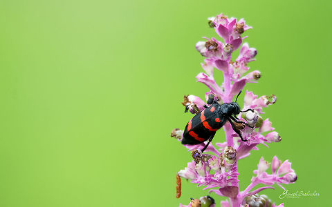 Orange Blister Beetle [Mylabris pustulata] Valley School, Kanakapura
Bengaluru  Geotagged,India,Mylabris pustulata,Summer,beetle,blister,insect,macro