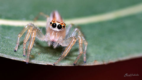 Female Two-striped Jumping Spider (Telamonia dimidiata, Salticidae) Place: my garden, bengaluru Geotagged,India,Telamonia dimidiata,Two-striped jumper,gunjur,macro,spider