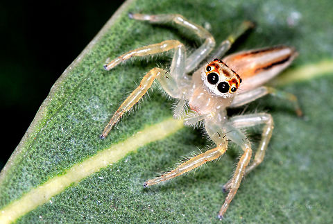 Female Two-striped Jumping Spider (Telamonia dimidiata, Salticidae) Bengaluru Geotagged,India,Telamonia dimidiata,Two-striped jumper,female spider,gunjur,spider