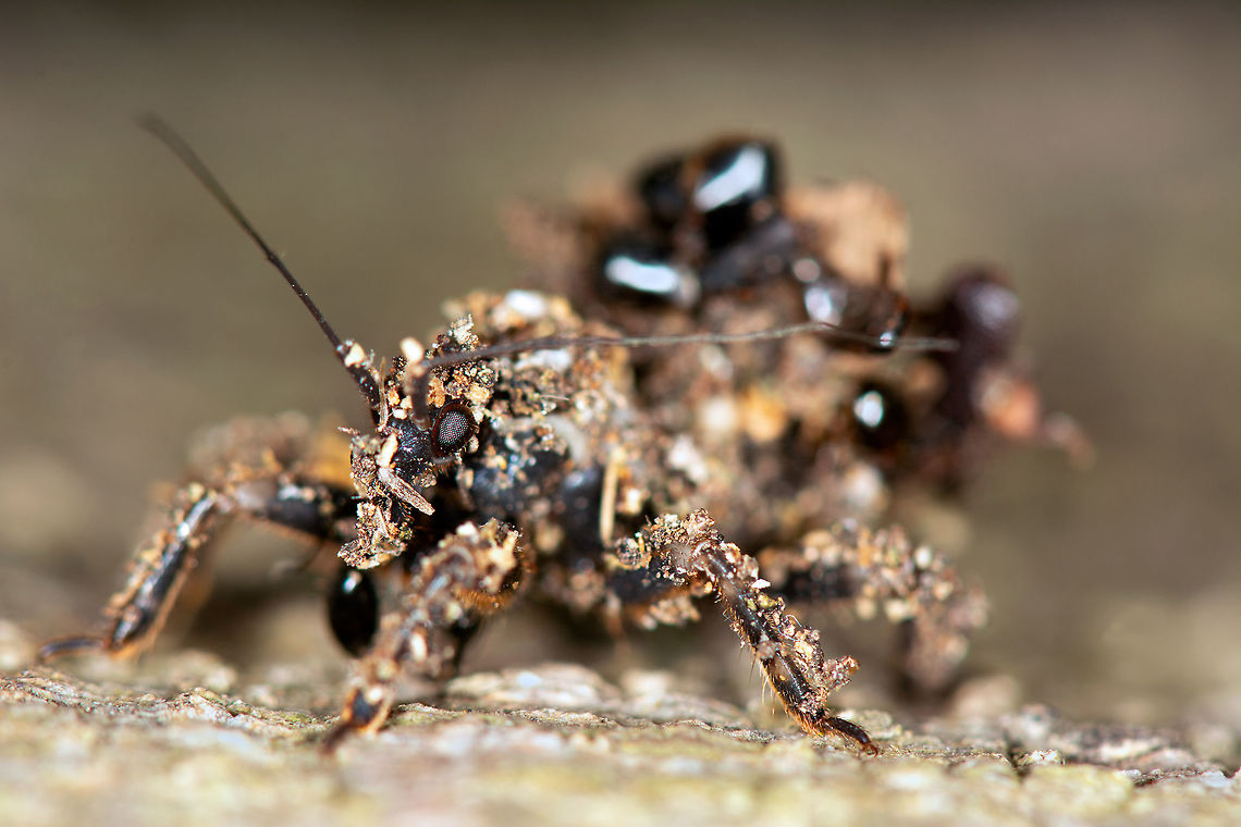 Head hunter assassin bug closeup. Closeup of head hunter bug, the black patch on its back are a bunch of black ant heads. <br />
This guy slowly crawls in great deception as his body is covered with debris/dust particles. Loves to carry the heads of its victims.   Geotagged,India,assassin bug,closeup,head hunter,insect,macro