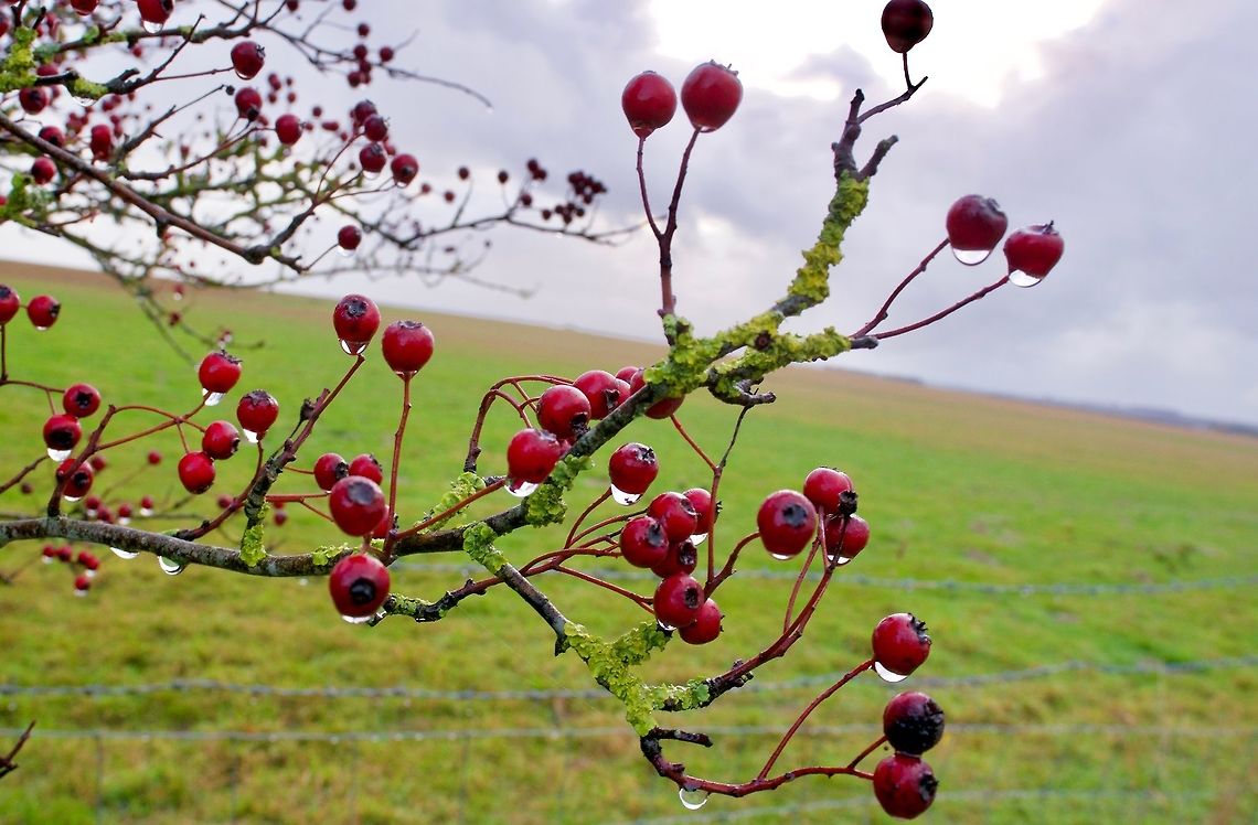 ID Help (Red berry plant) Place: Stonehenge Common hawthorn,Crataegus monogyna,Fall,Geotagged,United Kingdom,macro,plant,red berry,stonehenge