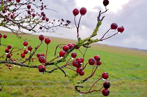ID Help (Red berry plant) Place: Stonehenge Common hawthorn,Crataegus monogyna,Fall,Geotagged,United Kingdom,macro,plant,red berry,stonehenge