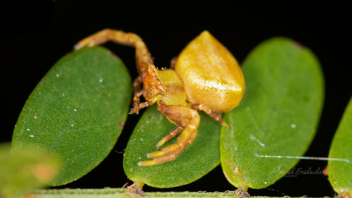 ID HELP (Family of Thomisus) Commonly known as Crab Spider<br />
Place: Bangalore University Campus (Gnanabharathi), Kengeri, KA Geotagged,India,Summer,crab spider,gnanabharathi,macro,spider