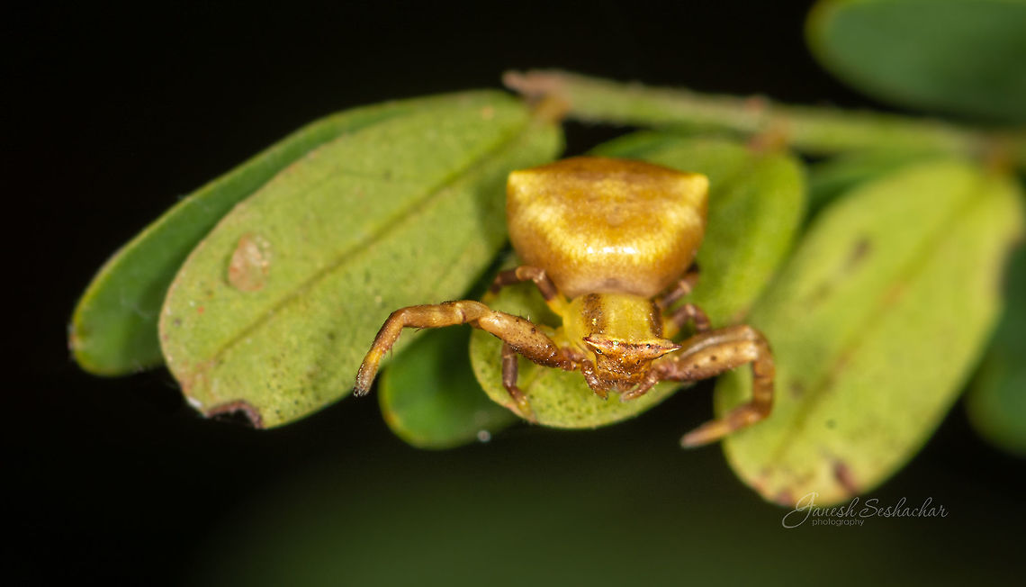 Crab Spider Place: Bengaluru University Campus (Gnanabharathi), Kengeri, KA Geotagged,India,Summer,gnanabharathi,macro,spider,wildlife