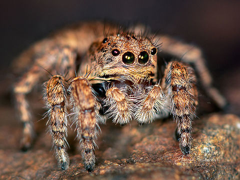 Jumping Spider closeup Place; Valley School, Bengaluru Crooked Tree wildlife Sanctuary,Geotagged,India,Summer,bengaluru,closeup,jumping spider