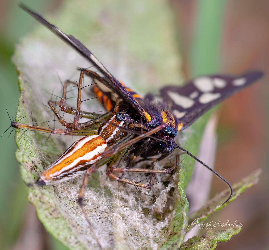 Orange lynx with a kill Place: Bangalore Geotagged,India,Moth,Spider,Summer,kill,macro,wildlife