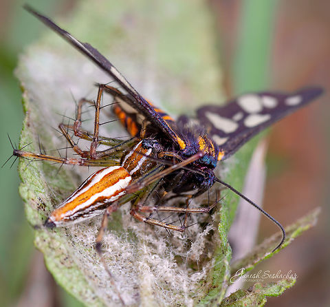 Orange lynx with a kill Place: Bangalore Geotagged,India,Moth,Spider,Summer,kill,macro,wildlife