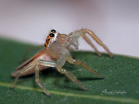 Two-striped female - jumping spider Place: Gunjur, Bengaluru Geotagged,India,Summer,Telamonia dimidiata,Two-striped jumper,gunjur,jumping spider,macro,spider