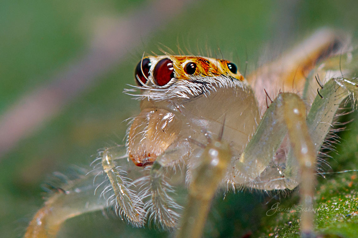 Two striped female side profile :) Place: Gunjur, Bengaluru Geotagged,India,Summer,Telamonia dimidiata,Two-striped jumper,female spider,gunjur,macro,spider,two striped female