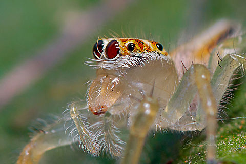 Two striped female side profile :) Place: Gunjur, Bengaluru Geotagged,India,Summer,Telamonia dimidiata,Two-striped jumper,female spider,gunjur,macro,spider,two striped female