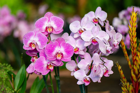 Orchid [ID HELP] Place: Biodome Project, Cornwall, UK Fall,Geotagged,United Kingdom,biodome,orchid