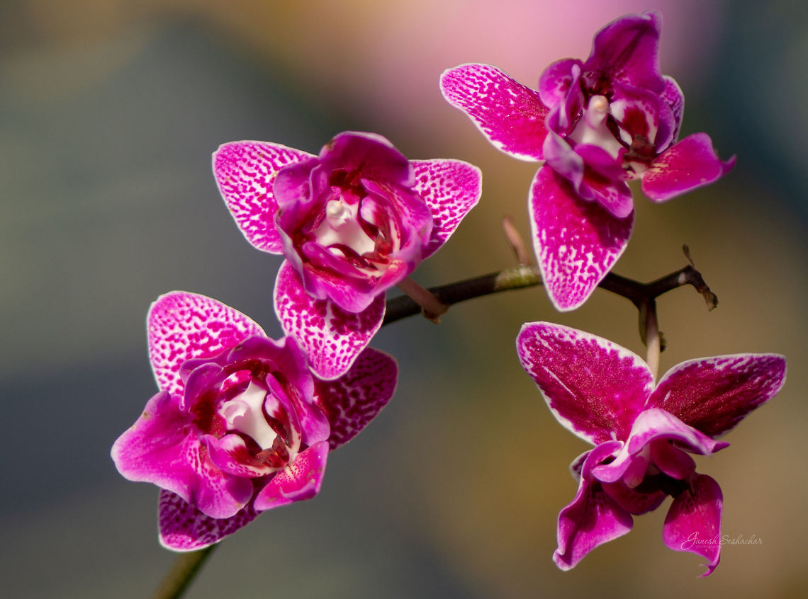 Orchid [ID HELP] Place: Biodome, Cornwall, UK Fall,Geotagged,United Kingdom,biodome,flower,macro,orchid,orchids