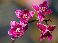 Orchid [ID HELP] Place: Biodome, Cornwall, UK Fall,Geotagged,United Kingdom,biodome,flower,macro,orchid,orchids