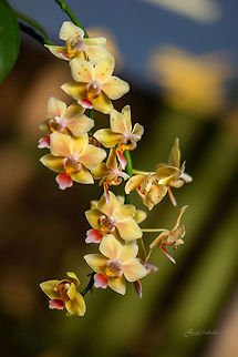 Orchid {ID HELP} Place: Biodome, Cornwall, UK Fall,Geotagged,United Kingdom,biodome,flower,macro,orchid,orchids
