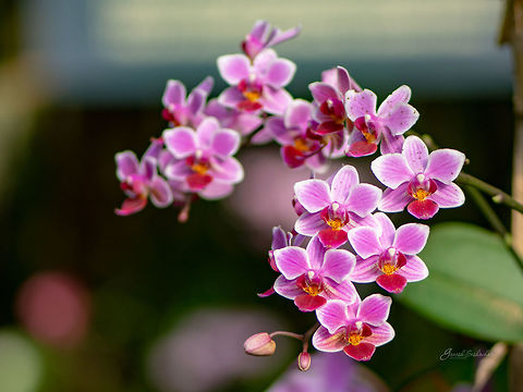 Orchid [ID HELP] Biodome, Cornwall, UK Fall,Geotagged,United Kingdom,biodome,macro,orchid,orchids