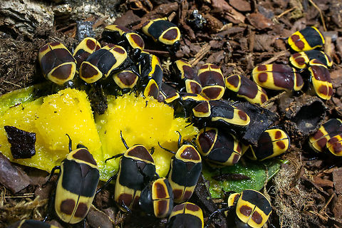 Pachnoda Beetles Place: London Aquarium :)  Fall,Geotagged,London Aquarium,Pachnoda Beetles,Pachnoda Sinuata,Pachnoda marginata,Pachnoda sinuata,United Kingdom,macro,pachnoda marginata