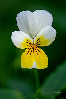 White Pansy  Fall,Geotagged,United Kingdom,closeup,eden project,flower,macro