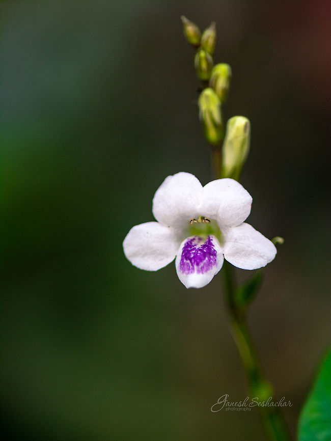 ID help Place: St. Austel, UK Asystasia gangetica,Chinese violet,Fall,Geotagged,United Kingdom,flower,macro,purple patch